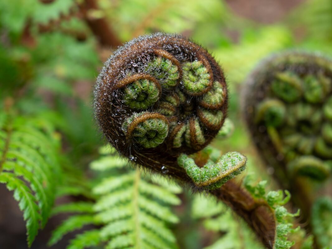 Traditional Māori Koru symbol in nature representing growth and healing, used in somatic therapy and nervous system regulation.